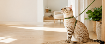 Cat in the Pounce harness exploring a bright living room